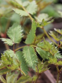 Astilbe 'Milk and Honey' ® Čechrava 'Milk and Honey' ® Nelen pro zelen list Astilbe 'Milk and Honey' ® Čechrava 'Milk and Honey' ® Nelen pro zelen list