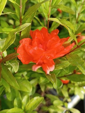 Punica granatum ´Chico´ Marhaník granátový 'Chico' Nelen pro zelen květ