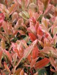 Photinia x fraseri ´Louise McLarlou® Blýskavka Fraserova ´Louise McLarlou® Nelen pro zelen nové přírůstky