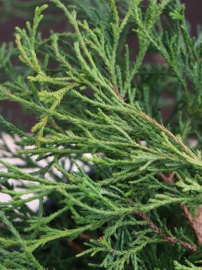 Chamaecyparis pis. ´Filifera Aurea´ Cypřišek hrachonosný 'Filifera Aurea' Nelen pro zelen detail