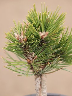 Pinus leucodermis 'Karmel' Borovice bělokorá 'Karmel' Nelen pro zelen detail Pinus leucodermis 'Karmel' Borovice bělokorá 'Karmel' Nelen pro zelen detail