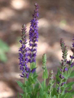 Šalvěj hajní 'Ostfriesland' Nelen pro zelen Salvia nemorosa 'Ostfriesland' květ