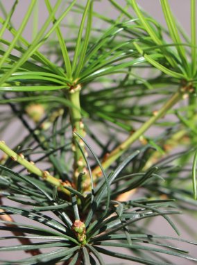 Sciadopitys verticillata Pajehličník přeslenitý Nelen pro zelen detail výhonu