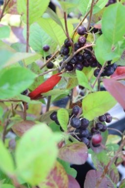 Jeřáb černoplodý Nelen pro zelen Aronia melanocarpa plody