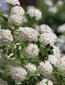 Spiraea x van houttei Tavolník van Houtteův Nelen pro zelen detail květů