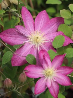 Clematis 'Asao' Plamének 'Asao' Nelen pro zelen květy Clematis 'Asao' Plamének 'Asao' Nelen pro zelen květy