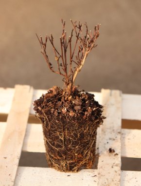 Physocarpus opulifolius 'Little Joker´ Tavola kalinolistá 'Little Joker' Nelen pro zelen sazenice QP