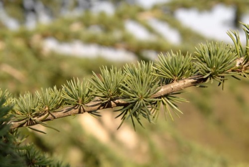 Cedr atlaský 'Glauca'