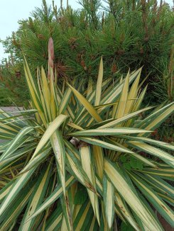 Yucca filamentosa ´Color Guard´ Juka vláknitá 'Color Guard' Nelen pro zelen starší rostlina Yucca filamentosa ´Color Guard´ Juka vláknitá 'Color Guard' Nelen pro zelen starší rostlina
