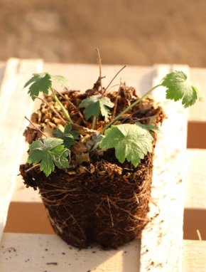 Geranium ´Joseph Green´ Kakost 'Joseph Green' Nelen pro zelen sazenice QP