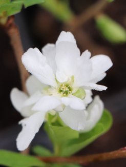 Hroznovec velkokvětý Nelen pro zelen Exochorda racemosa květ