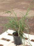 Thuja plicata ´Whipcord´ Zerav řasnatý 'Whipcord' Nelen pro zelen sazenice h9