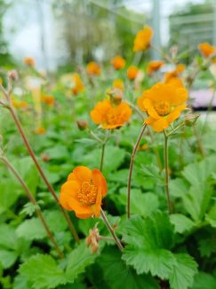 Geum heldreichii(x) 'Georgensberg' Kuklík 'Georgensberg' Nelen pro zelen květy Geum heldreichii(x) 'Georgensberg' Kuklík 'Georgensberg' Nelen pro zelen květy