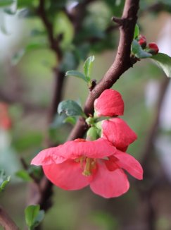 Chaenomeles x superba 'Texas Scarlet' Kdoulovec nádherný 'Texas Scarlet' Nelen pro zelen květ Chaenomeles x superba 'Texas Scarlet' Kdoulovec nádherný 'Texas Scarlet' Nelen pro zelen květ