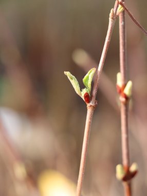 Viburnum plicatum 'Dart´s Red Robin´ Kalina japonská 'Dart's Red Robin' Nelen pro zelen pupeny