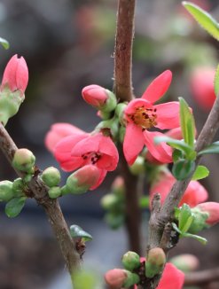 Chaenomeles speciosa 'Rubra´ Kdoulovec lahvicovitý 'Rubra' Nelen pro zelen květy Chaenomeles speciosa 'Rubra´ Kdoulovec lahvicovitý 'Rubra' Nelen pro zelen květy