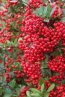Hlohyně šarlatová 'Red Column' Neleň pro zeleň Pyracantha coccinea 'Red Column' plody