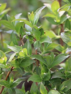 Weigela florida 'Minuet´ Vajgélie květnatá 'Minuet' Nelen pro zelen listy Weigela florida 'Minuet´ Vajgélie květnatá 'Minuet' Nelen pro zelen listy