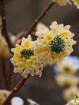 Edgeworthia chrysantha Edgevortie - papírový keř Nelen pro zelen květ