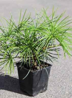 Sciadopitys verticillata Pajehličník přeslenitý Nelen pro zelen h9