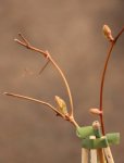 Vitis vinifera 'Regent' Vinná réva 'Regent' Nelen pro zelen detail
