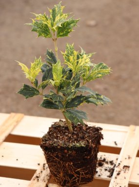 Osmathus heterophyllus ´Goshiki´ Vonokvětka různolistá 'Goshiki' Nelen pro zelen sazenice QP