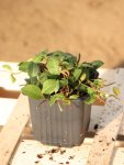 Vinca minor 'Atropurpurea´ Barvínek menší 'Atropurpurea' Nelen pro zelen sazenice h9x9