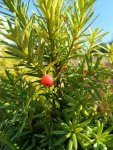 Tis prostřední 'Hicksii' Nelen pro zelen Taxus x media 'Hicksii' plody