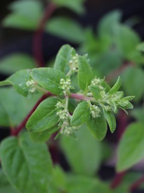Hortenzie latnatá 'Sundae Fraise'