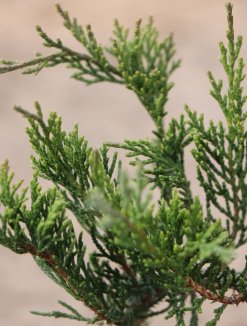 Juniperus sabina Nelen pro zelen Jalovec chvojka  jehličí
