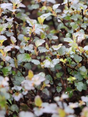 Physocarpus opulifolius 'Little Joker´ Tavola kalinolistá 'Little Joker' Nelen pro zelen listy