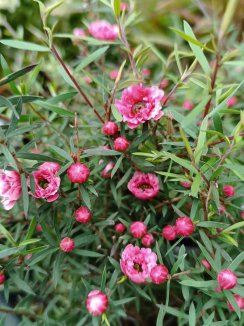 Leptospermum scoparium 'Crimson Glory´ Balmín metlatý 'Crimson Glory' Nelen pro zelen květ Leptospermum scoparium 'Crimson Glory´ Balmín metlatý 'Crimson Glory' Nelen pro zelen květ