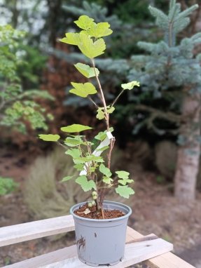 Ribes rubrum 'Jonkheer van Tets' Rybíz červený 'Jonkheer van Tets' Nelen pro zelen kon 1L