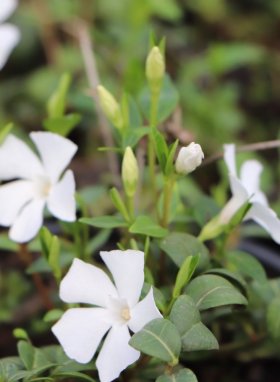 Barvínek menší 'Alba' Nelen pro zelen Vinca minor 'Alba' v květu