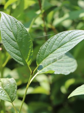 Cornus stolonifera 'Flaviramea' Svída výběžkatá 'Flaviramea' Nelen pro zelen list