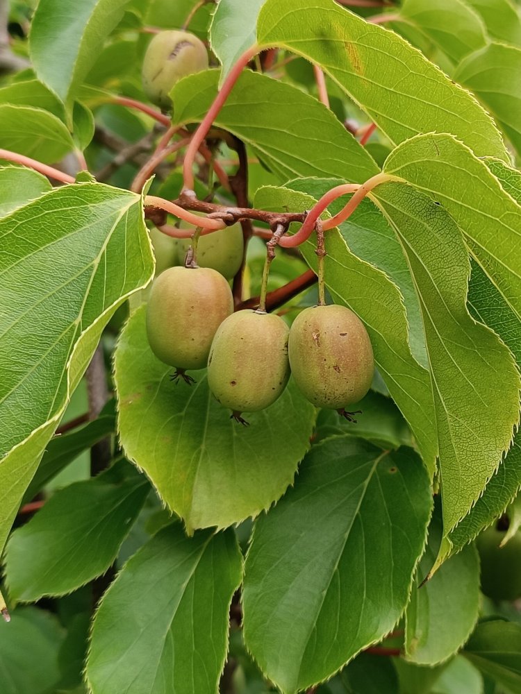 Levně Aktinidie význačná 'Issai' - Kiwi samosprašné 10-30 cm Ko1l