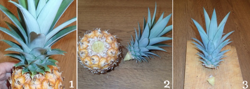 Co si vypěstovat vlastní ananas? (1)