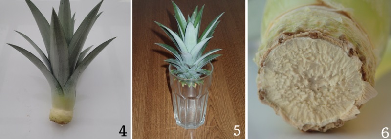 Co si vypěstovat vlastní ananas? (2)