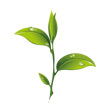 ikona rostlina